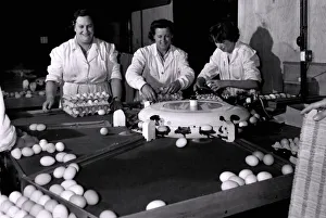 Sorting eggs on a grading machine are (left to right): Miss Muriel Collins