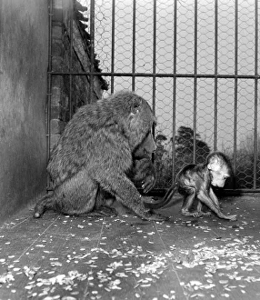 A South African baboon playsher baby Charlie shortly after her birth at Chessington Zoo