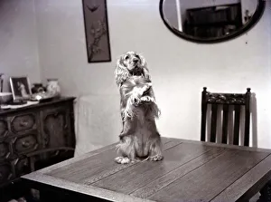 00146 Prints: A Spaniel standing on hind legs on table Dog dogs November 1951