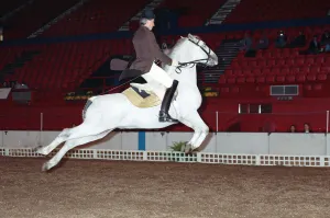 The Spanish Riding School rehearsing for their opening night at Wembley