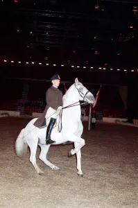 The Spanish Riding School rehearsing for their opening night at Wembley
