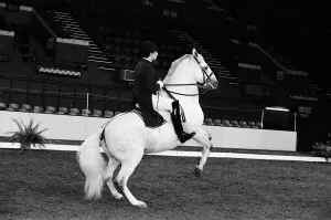 The Spanish Riding School of Vienna rehearsing their classical art of riding which they