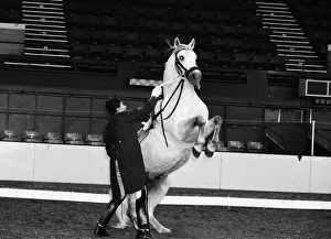 The Spanish Riding School of Vienna rehearsing their classical art of riding which they
