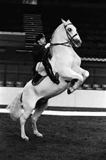 00899 Prints: The Spanish Riding School of Vienna rehearsing their classical art of riding which they