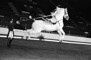 00899 Prints: The Spanish Riding School of Vienna rehearsing their classical art of riding which they