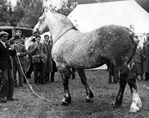 00175 Prints: Spectators watch as a horse is put through its paces at the Corbridge Agricultural Show