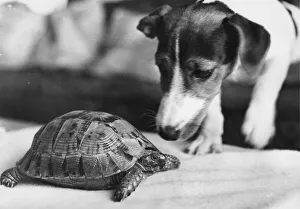Reptiles Prints: Speedy the tortoise gets his normal wake-up call from Mandy the Jack Russell