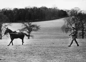 01433 Prints: A spirited charger being exercised at a remount depot in the North of England