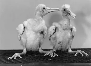 Spoonbill Chicks at Birdworld April 1990 DM90 2245 / 10 P044298