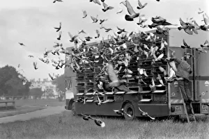 Sport: Pigeon Racing: Millions of Pigeon Racing enthusiasts love their birds