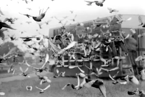 00061 Prints: Sport: Pigeon Racing: Millions of Pigeon Racing enthusiasts love their birds