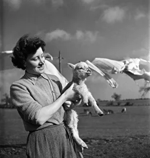 00017 Prints: Spring Lambs on Blarche Farm. February 1950 O22756-002
