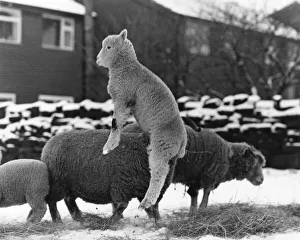 Spring Lambs: Spring is sprung in the fields-thats what these frisky lambs are