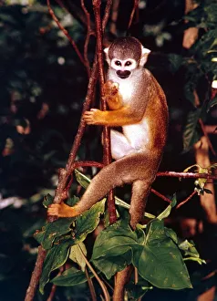 00159 Prints: A squirrel monkey climbing trees in the Amazon rainforest January 1990