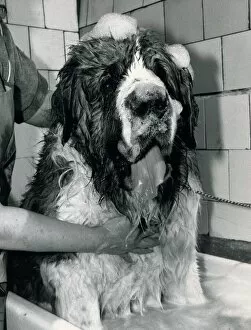 Pets Collection: St Bernard Dog Schnorbitz owned Bernie Winters is being bathed by a dog grooming expert