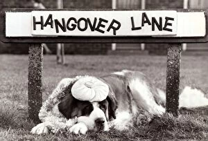 Pets Collection: St Bernard Dog sits under a road Street sign Hangover Lane