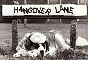 Alcoholic Prints: St Bernard Dog sits under a road Street sign Hangover Lane