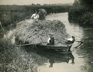 Harvest Prints: St Faith Rush Industry Rockland St Mary Norfolk A Boatload of Chique reed is cut