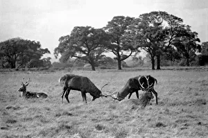 Deer Prints: Stags in Richmond Park seen here during the rut. October 1953 D6377-001