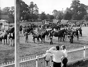 Ponies Prints: Stokesley Agricultural Show. The bustle of the showring as the pony mares
