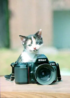 Nikon Prints: Stray cat Evie pretty as a picture'at her new home in Rushall