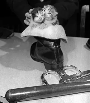 Kittens Prints: A stray cat which walked into the Police headquarters in Newcastle on Tyne produced a
