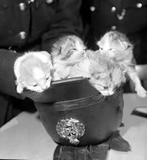 00174 Prints: A stray cat which walked into the Police headquarters in Newcastle on Tyne produced a