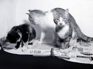 Stray cats home on the outskirts of Naples Italy December 1957