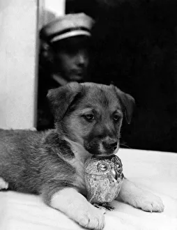 Stray Guards The Queens Gift: Willie the puppy seemed quite at home in a hotel