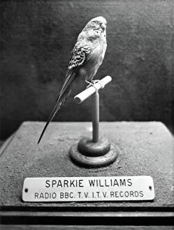 Talking Prints: Stuffed budgie Sparkie Williams at Newcastles Hancock Museum