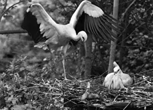 Images Dated 13th June 1974: No Substitute for this Stork: As every child is led to believe