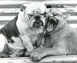 Lion Prints: Sue the bulldog and Roberta the lion cub are the best of friends at Southam Zoo