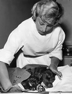 Caring Prints: Sue, the chocolate coloured across spaniel who has had a major internal operation