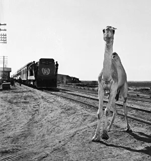 Suez Crisis 1956 A startled camel backs away as a UNO troop train arrives in Port