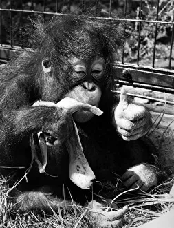 Fruit Prints: Suka the baby orang-utan enjoys a feast of bananas at London Zoo August 1972