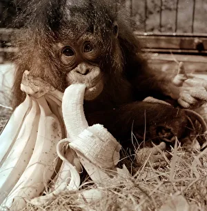 Suka the Orang Utang sucking on a banana August 1972 A©Mirrorpix
