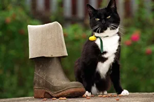 Wellies Prints: Suki the Cat who went walkies into trouble and into the finals of the Pet Survivor of
