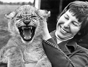 Lions Prints: Sultan the lion cub isn t much impressed with the attention of Lesley Phillips