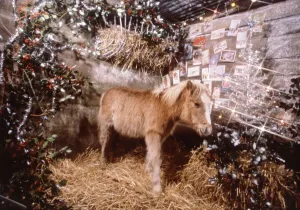 Ponies Prints: Sunday mirror pony Lucky pictured in a Christmas stable setting December 1982