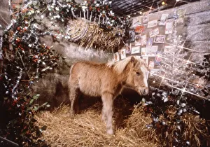 Ponies Prints: Sunday mirror pony Lucky pictured in a Christmas stable setting December 1982