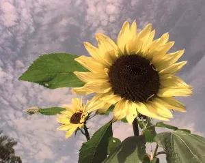 Core33 Prints: Sunflowers sway in the wind in the new cooks garden at Ryton Organic Gardens