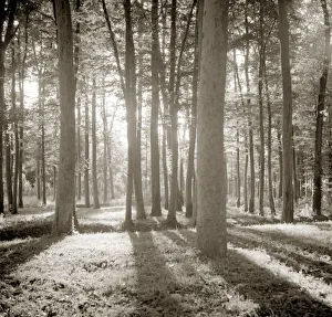 Forest Prints: Sunlight shining through woodland trees Trunks light forest Peaceful scenery