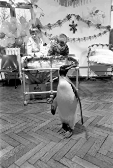 Patients Prints: A surprise visitor to ward (B) at Seacroft Hospital, Leeds