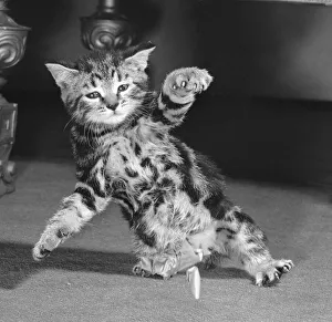 00392 Prints: A surprised kitten seen here moments after a balloon it had been playing with burst