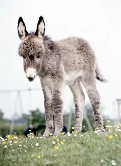 Donkeys Prints: Surprise'the donkey foal which was born at Southam Zoo in Warwickshire