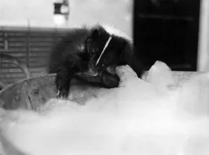 Surprising to see a skunk having a bath but, of course, this one is preparing for her