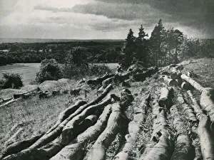 Logs Prints: Surrey Countryside near Godalming Country Scene Fallen trees Circa