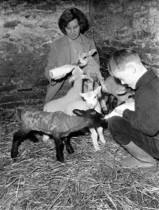 Straw Prints: Susan Da Vies (22) and her brother John feeding some of the 36 newly born lambs on her