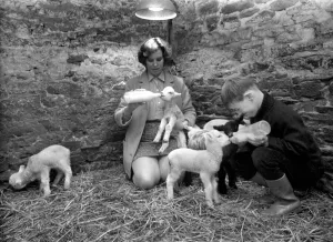 Susan Da Vies (22) and her brother John feeding some of the 36 newly born lambs on her