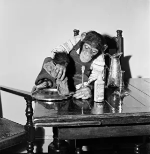 Susan'pet. chimp of Miss Molly Badham seen here helping with the housework